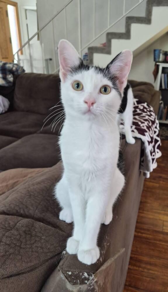 Enlarge Kaa, a Adoptable Domestic Short Hair in Oceanside, CA image 2/6