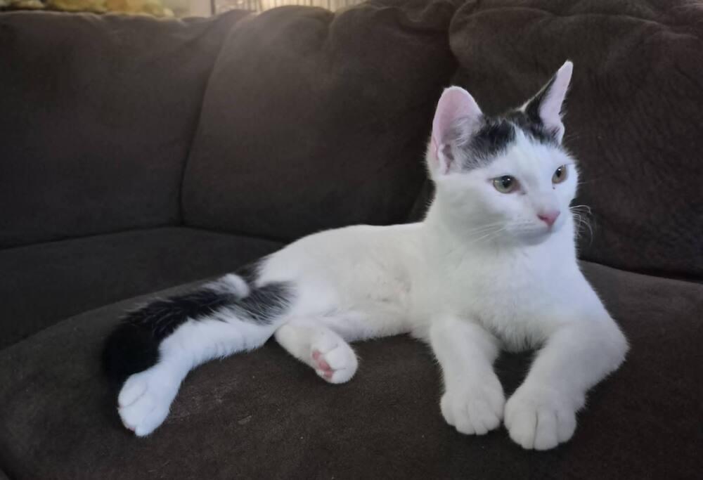 Enlarge Kaa, a Adoptable Domestic Short Hair in Oceanside, CA image 3/6