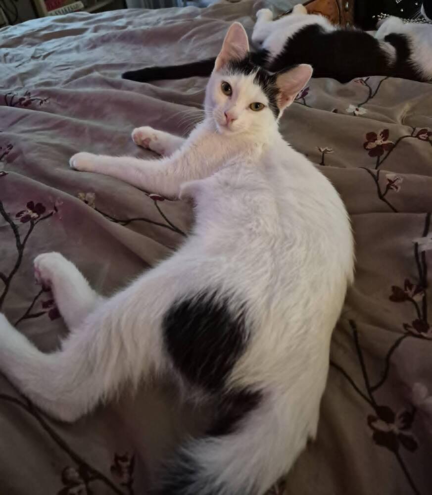 Enlarge Kaa, a Adoptable Domestic Short Hair in Oceanside, CA image 5/6