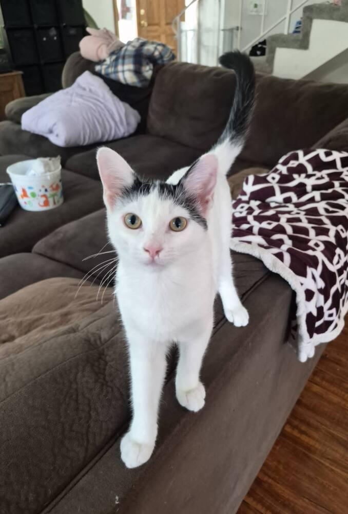 Enlarge Kaa, a Adoptable Domestic Short Hair in Oceanside, CA image 6/6