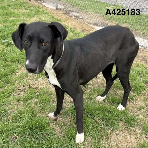 ANTONIA — thumbnail 2