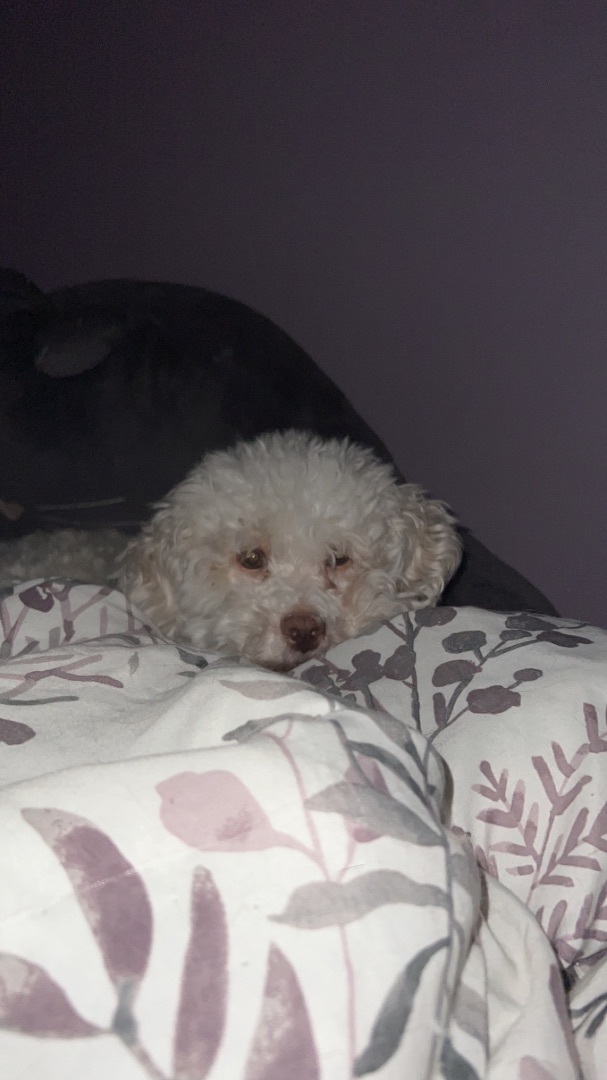 Tootsie fka Muffy 2