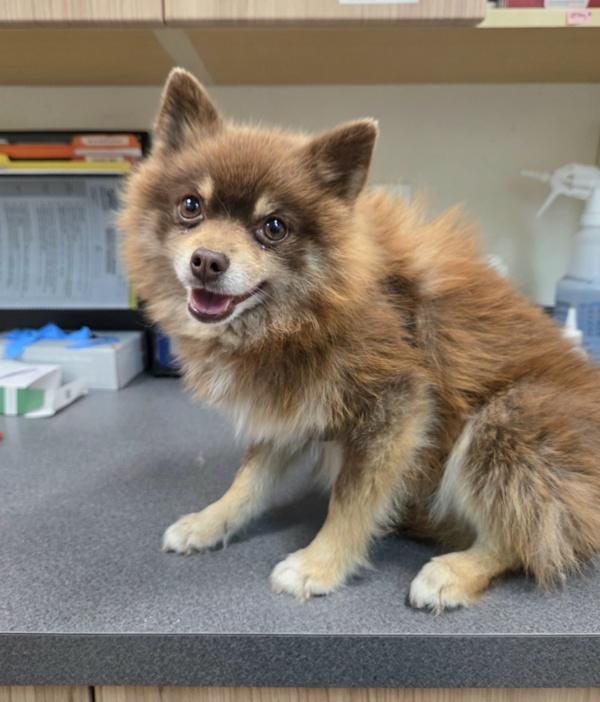 Pippin, Adoptable, Adult Male Pomeranian.