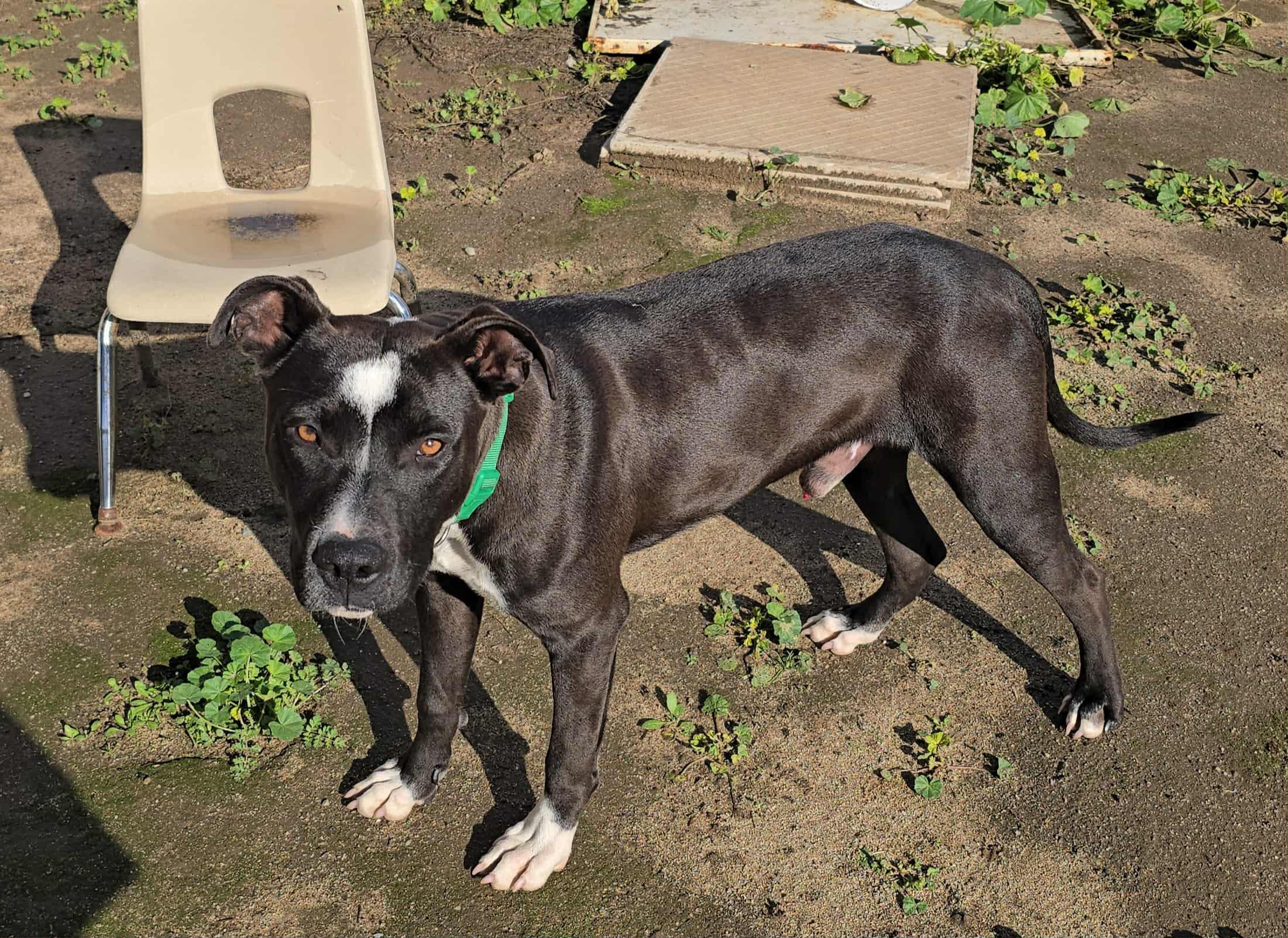 Bucky, Adoptable, Young Male Pit Bull Terrier.