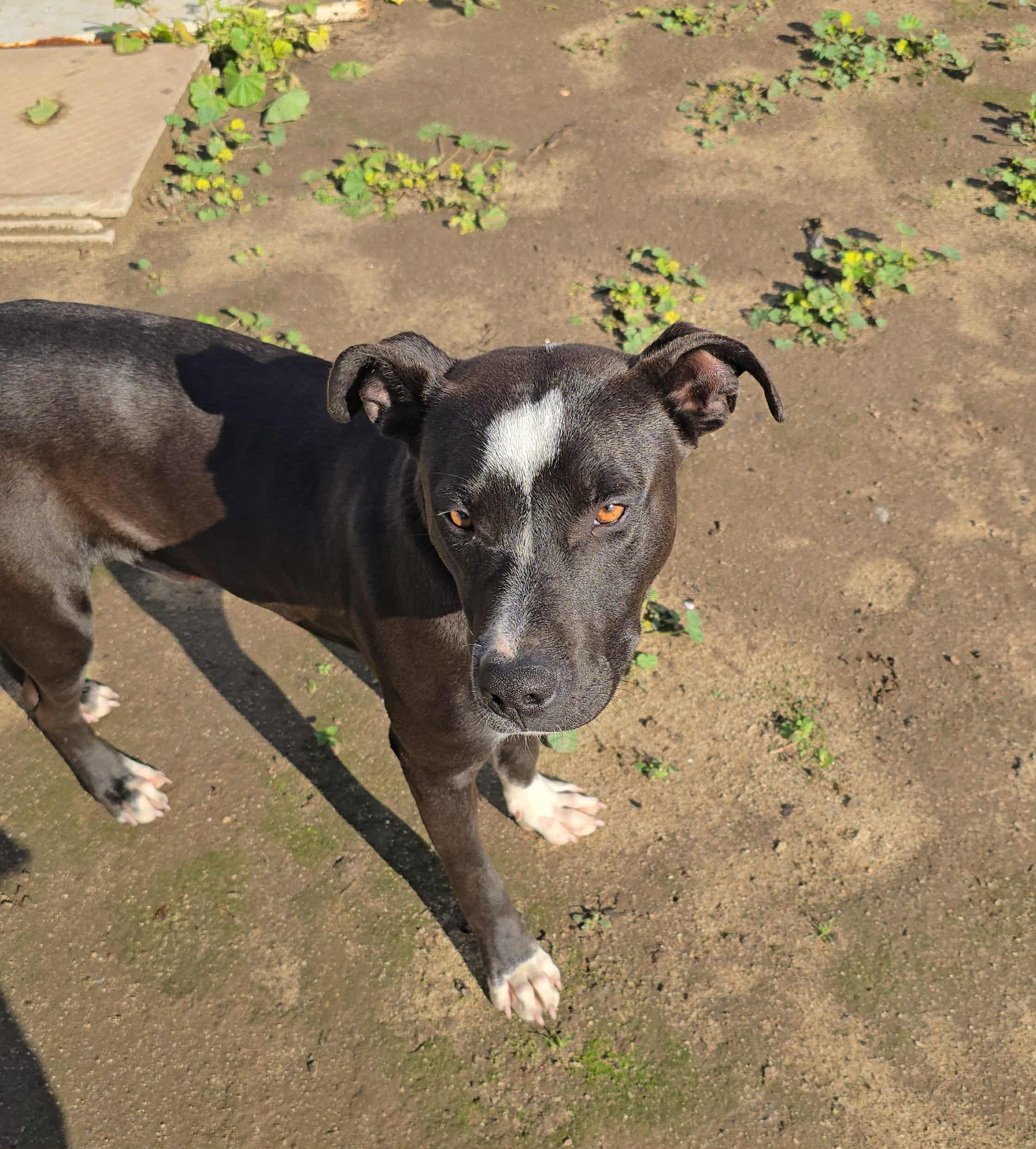 Bucky, a Adoptable Pit Bull Terrier in Coarsegold, CA image 3/5
