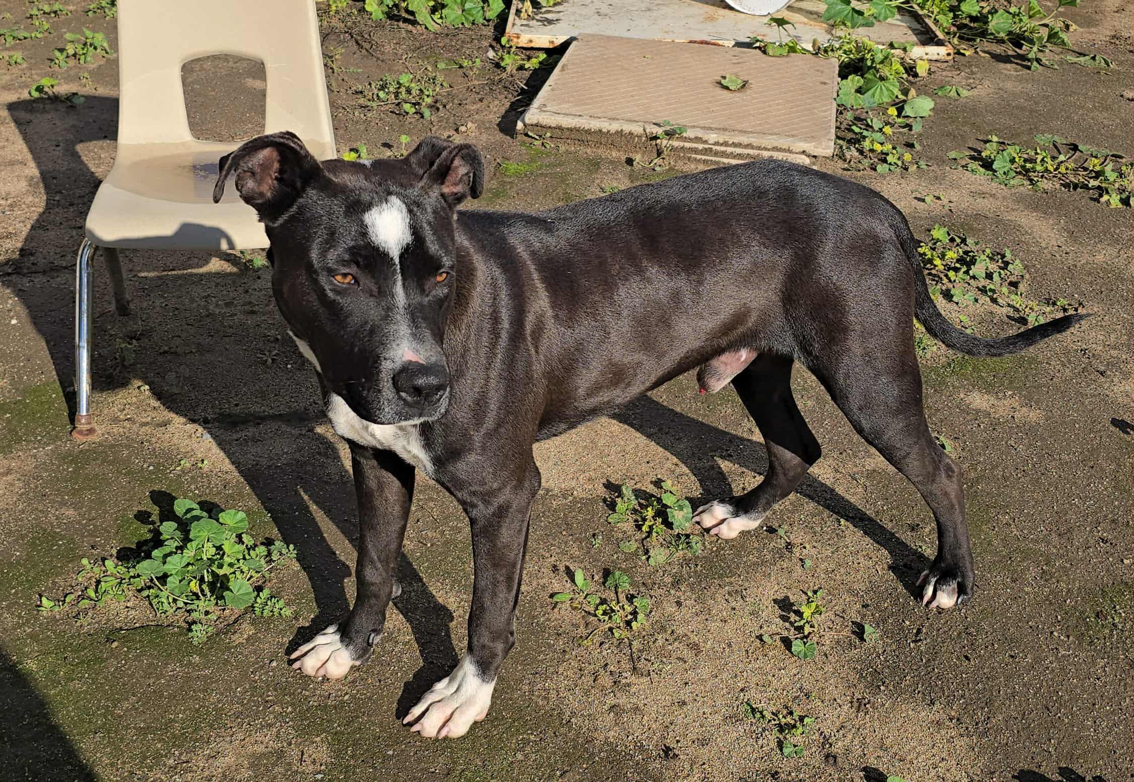 Bucky, a Adoptable Pit Bull Terrier in Coarsegold, CA image 4/5