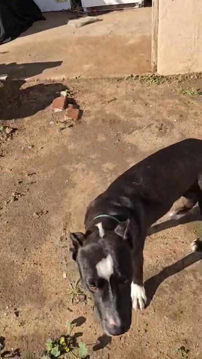 Enlarge Bucky, a Adoptable Pit Bull Terrier in Coarsegold, CA video 5/5