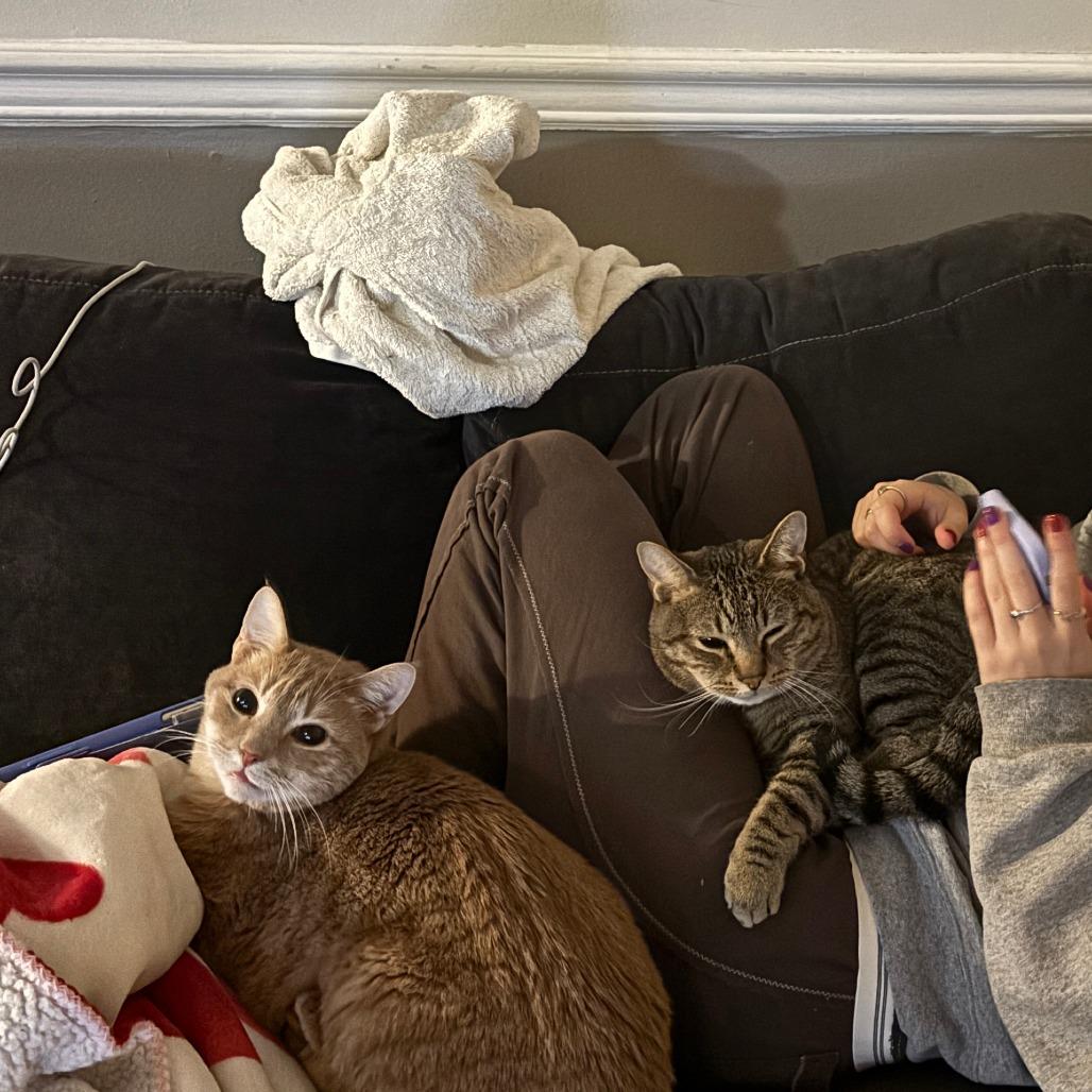 Blue, Adoptable, Senior Male Domestic Short Hair.