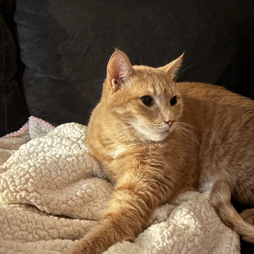 Enlarge Blue, a Adoptable Domestic Short Hair in New York, NY image 2/6