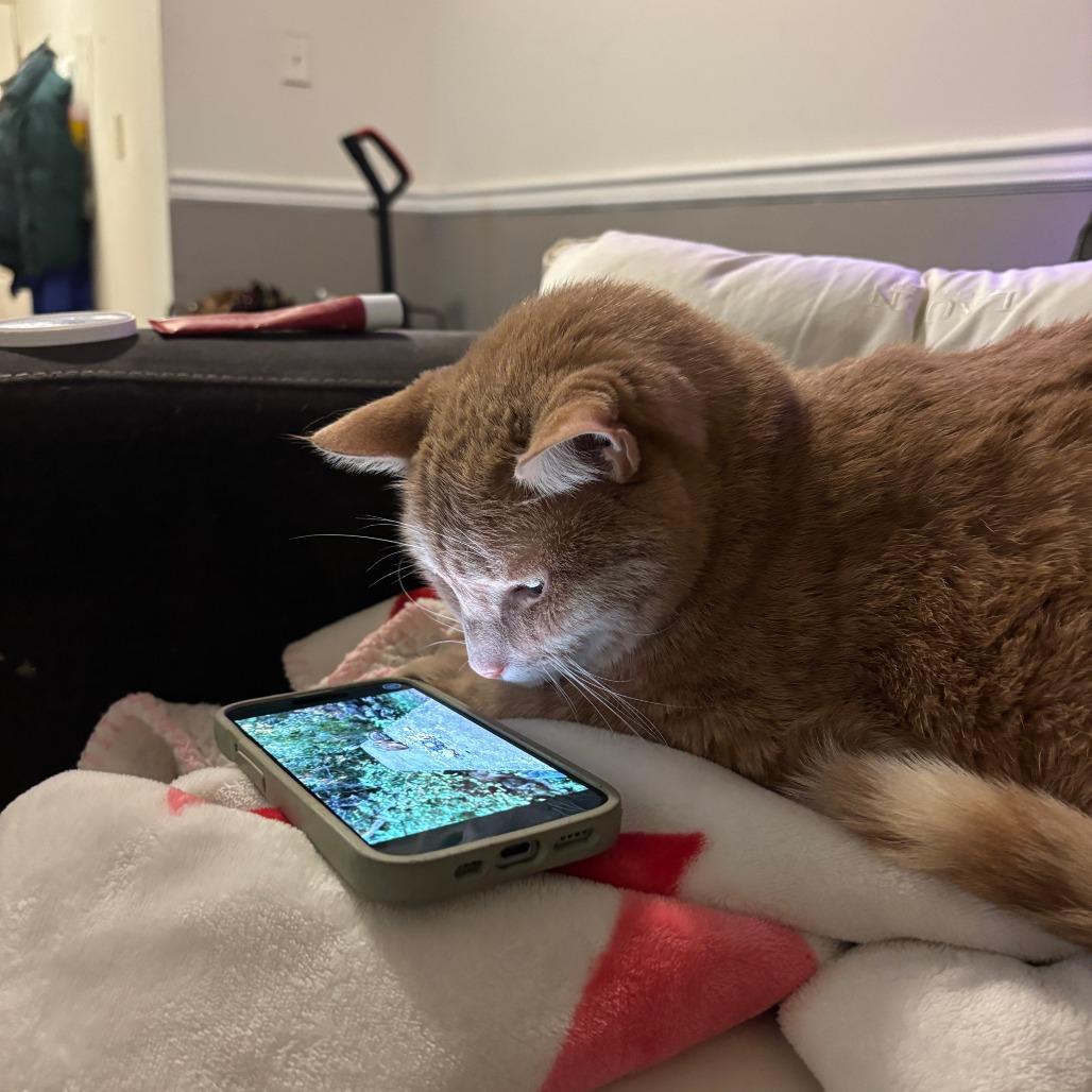 Enlarge Blue, a Adoptable Domestic Short Hair in New York, NY image 3/6