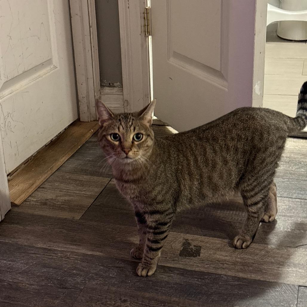 Enlarge Blue, a Adoptable Domestic Short Hair in New York, NY image 4/6