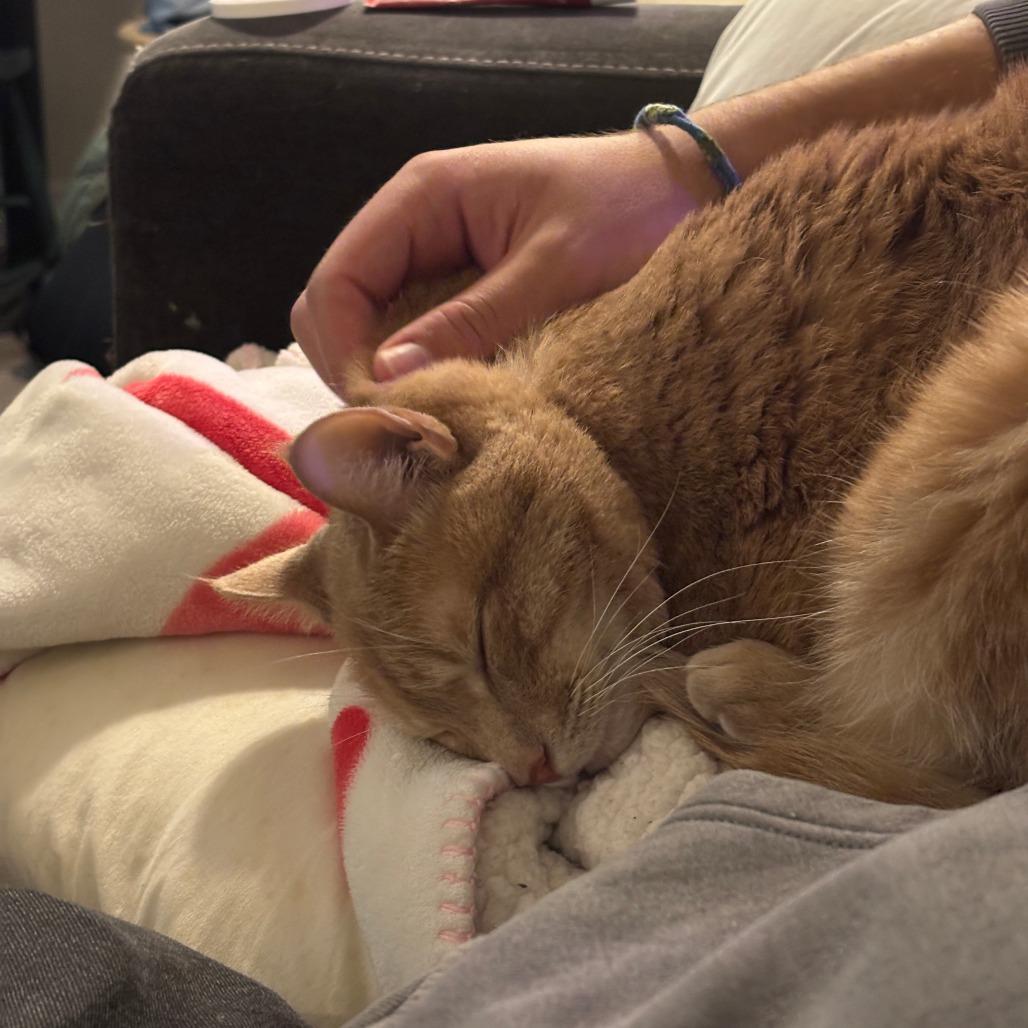 Enlarge Blue, a Adoptable Domestic Short Hair in New York, NY image 6/6