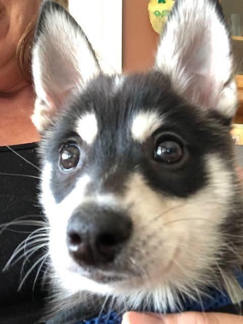 Enlarge Una, a Adoptable mixed breed in Santa Rosa, CA image 1/4