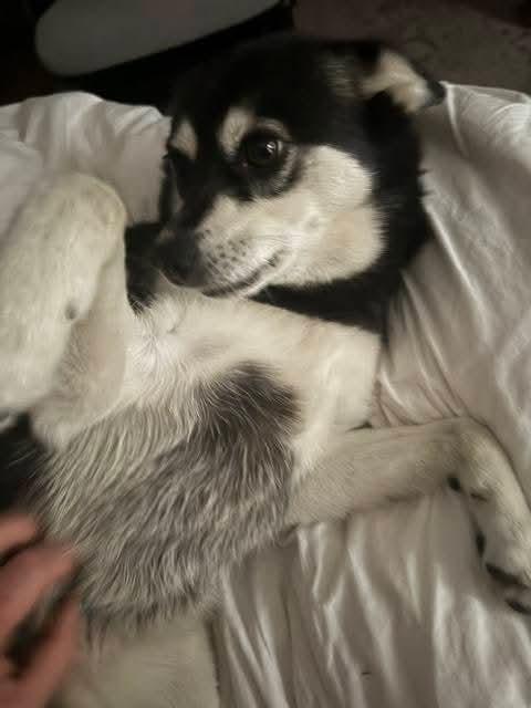 Enlarge Una, a Adoptable mixed breed in Santa Rosa, CA image 2/4