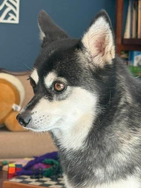 Enlarge Una, a Adoptable mixed breed in Santa Rosa, CA image 3/4