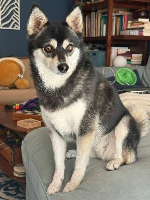 Enlarge Una, a Adoptable mixed breed in Santa Rosa, CA image 4/4