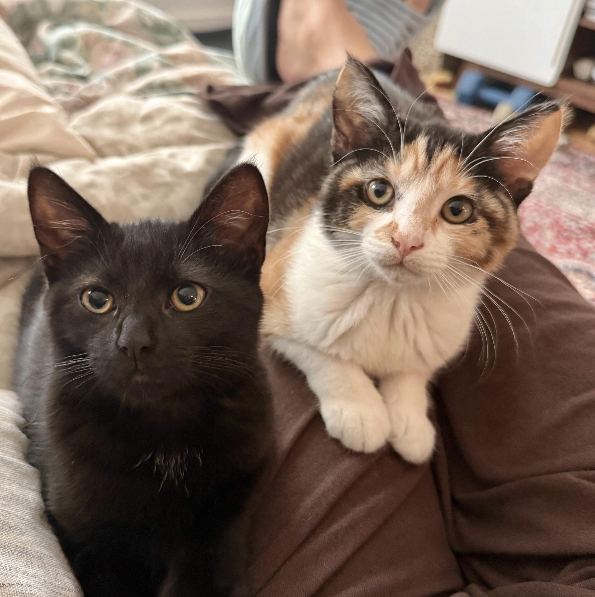 Abergine Wrap Supreme