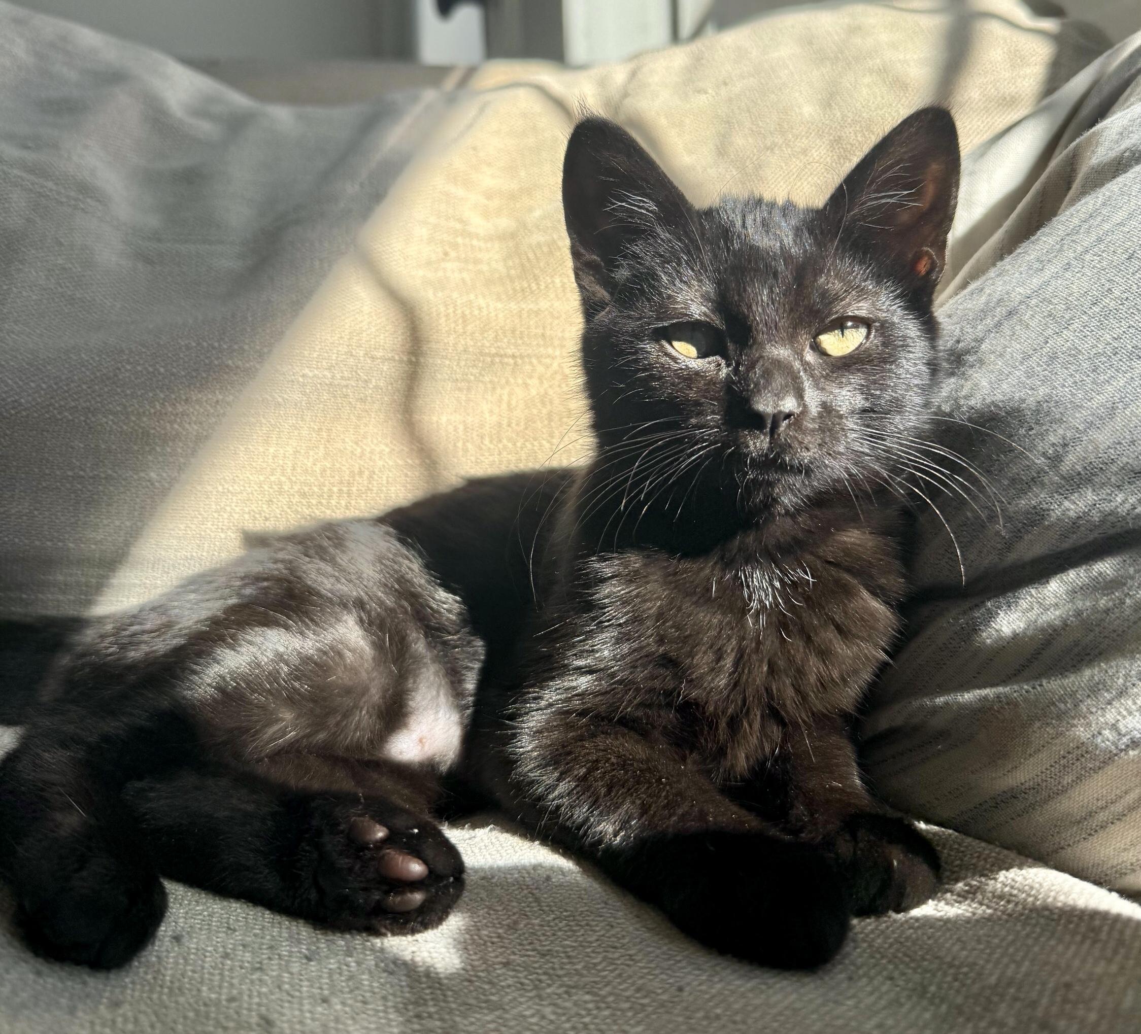 Abergine Wrap Supreme — thumbnail 3