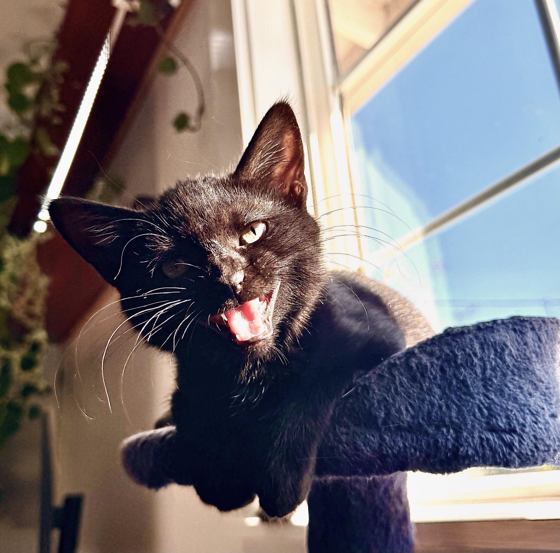 Abergine Wrap Supreme — thumbnail 4