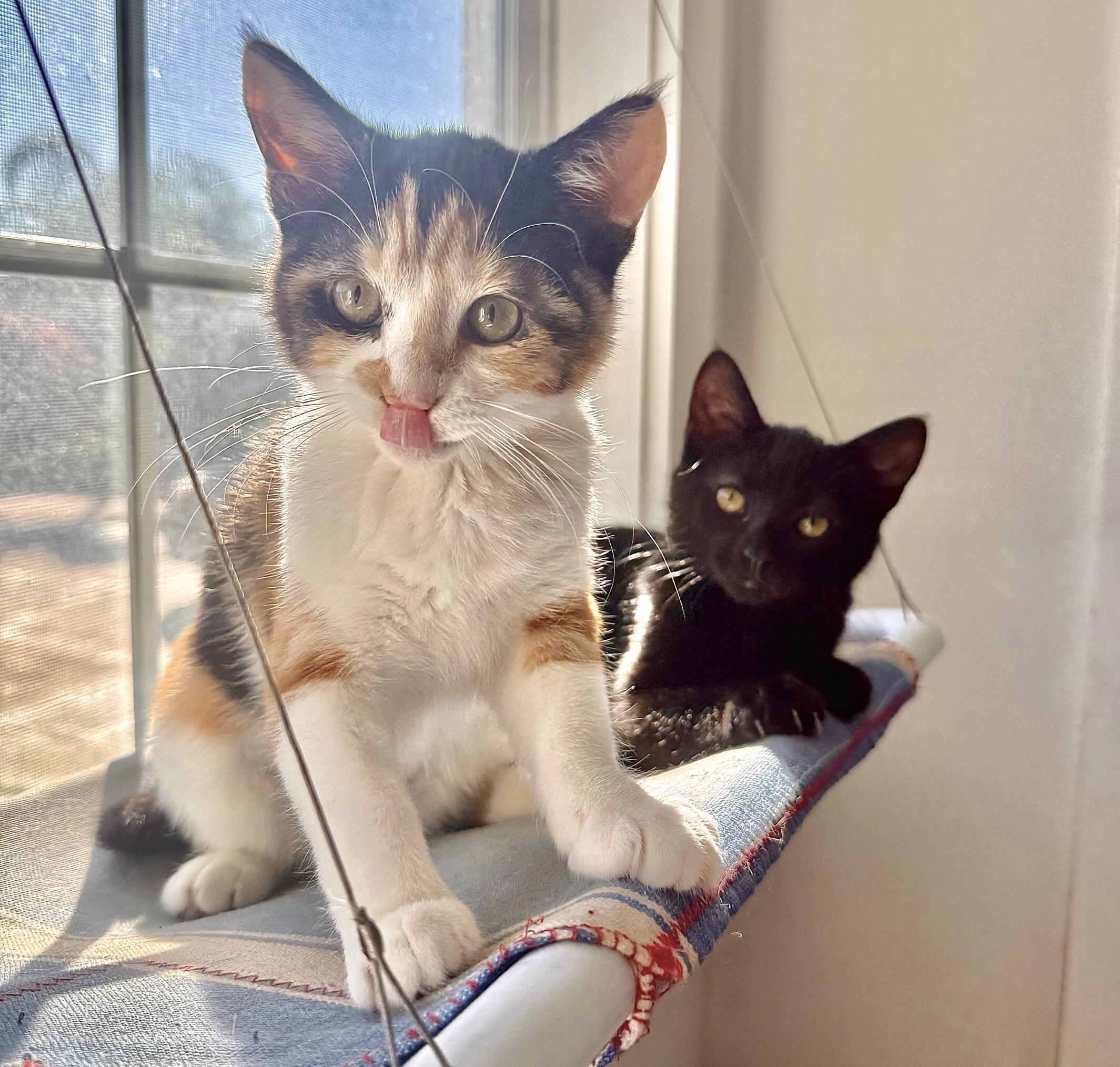 Abergine Wrap Supreme — thumbnail 5