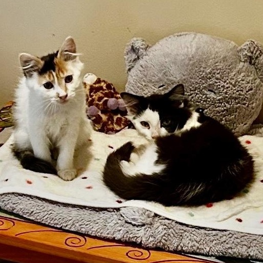 Enlarge Ginny & Goose (Bonded), a Adopted mixed breed in East Amherst, NY image 1/6