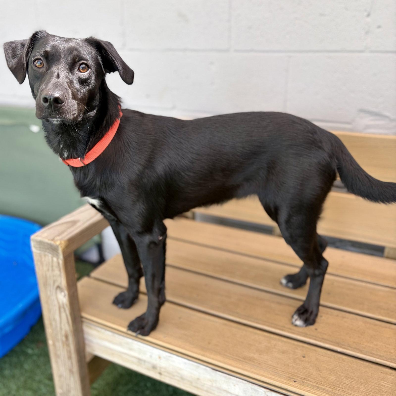 Betsy, Adopted, Young Female Labrador Retriever.