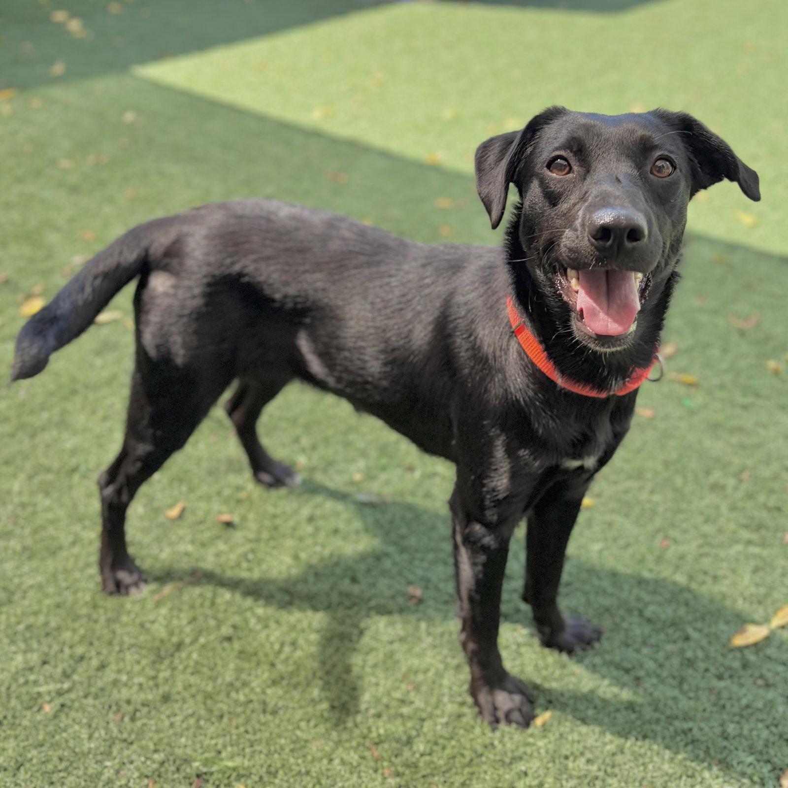 Betsy, a Adopted Labrador Retriever in Whitehall, PA image 2/3