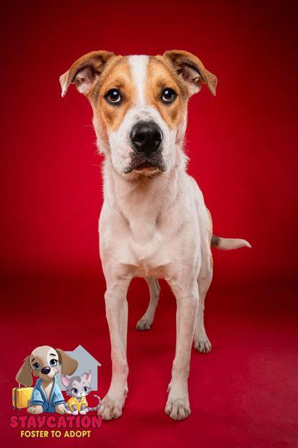 Enlarge Alex, a Adoptable mixed breed in Phoenix, AZ image 1/3