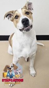 Alex, a Adoptable mixed breed in Phoenix, AZ image 1/3