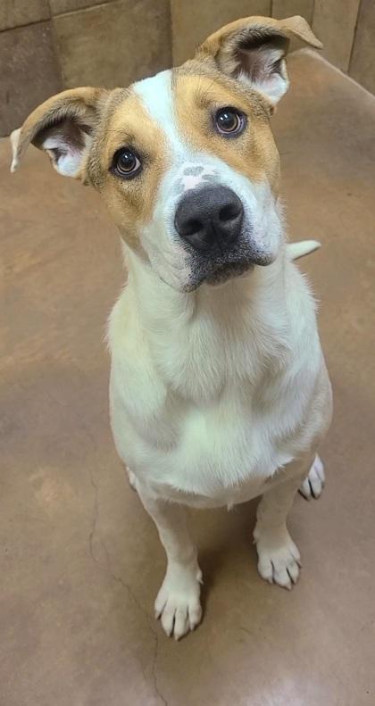 Enlarge Alex, a Adoptable mixed breed in Phoenix, AZ image 2/3