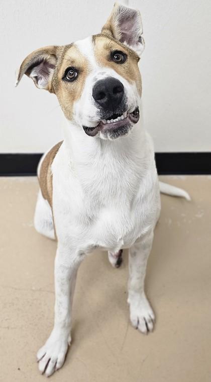 Alex, a Adoptable mixed breed in Phoenix, AZ image 2/3