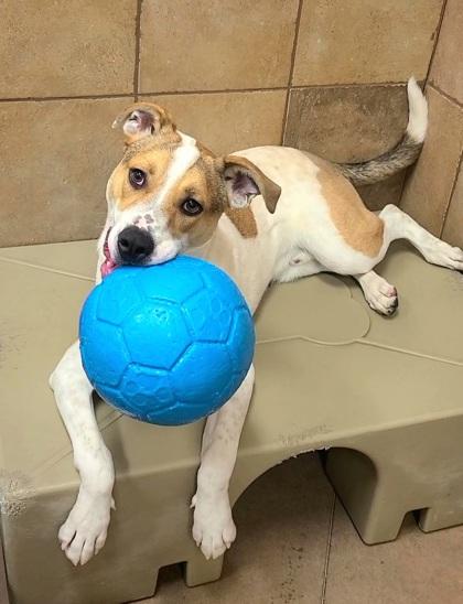 Alex, a Adoptable mixed breed in Phoenix, AZ image 3/3