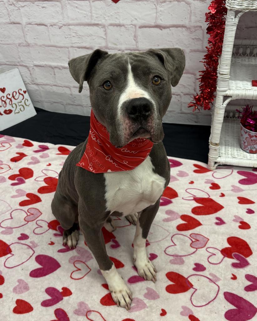 Cherub Meadow, Adoptable, Adult Male Mixed Breed.