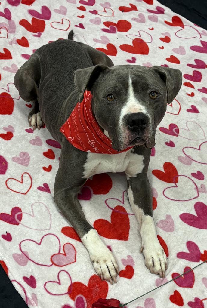 Enlarge Cherub Meadow, a Adoptable mixed breed in Detroit, MI image 2/6