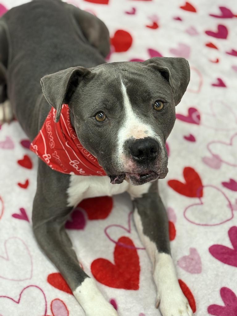 Enlarge Cherub Meadow, a Adoptable mixed breed in Detroit, MI image 4/6