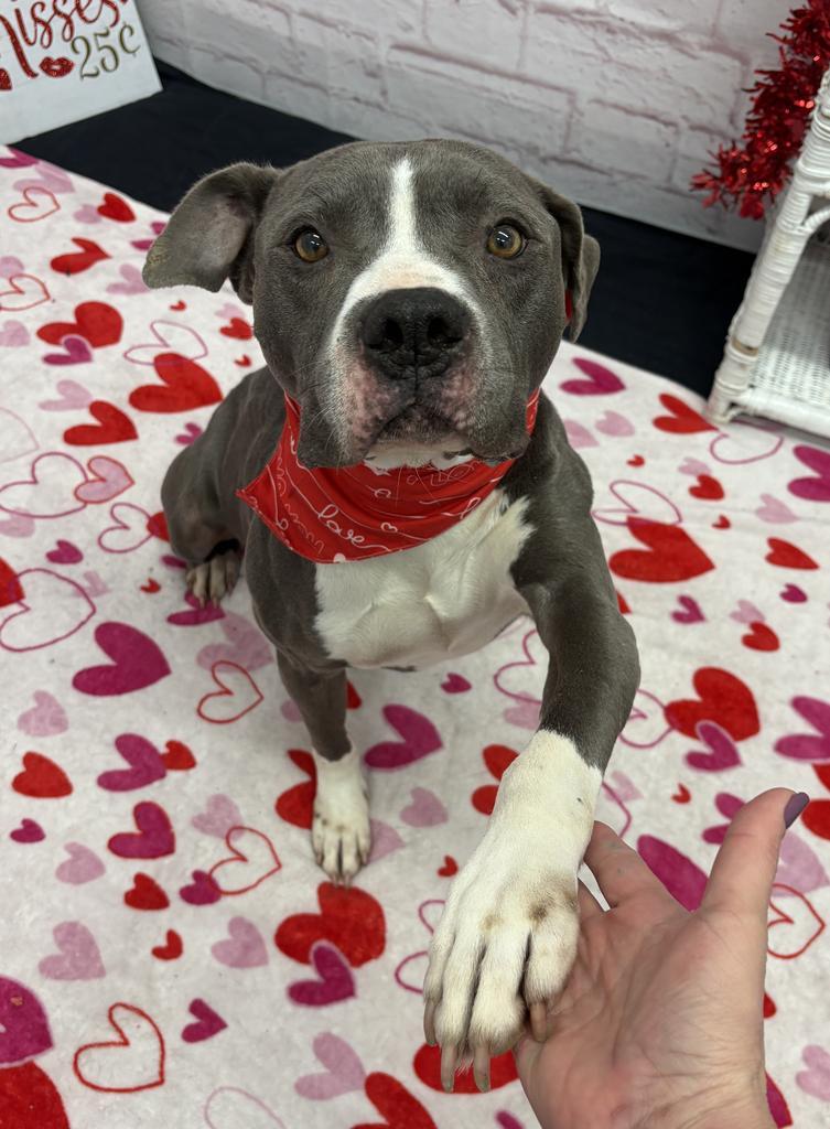 Enlarge Cherub Meadow, a Adoptable mixed breed in Detroit, MI image 5/6