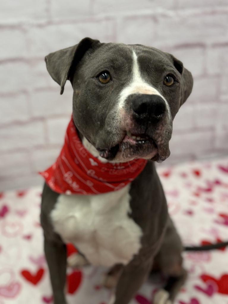 Enlarge Cherub Meadow, a Adoptable mixed breed in Detroit, MI image 6/6