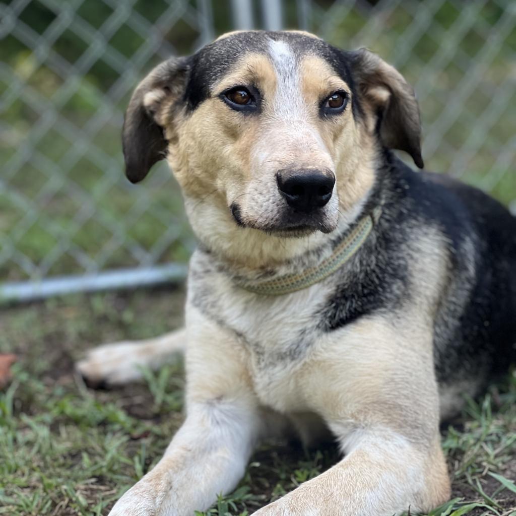 Enlarge Walter, a Adoptable Hound in Poplar Bluff, MO image 1/6