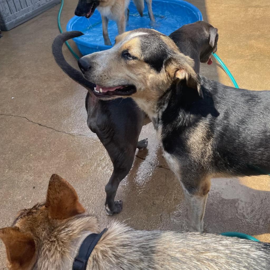 Enlarge Walter, a Adoptable Hound in Poplar Bluff, MO image 2/6