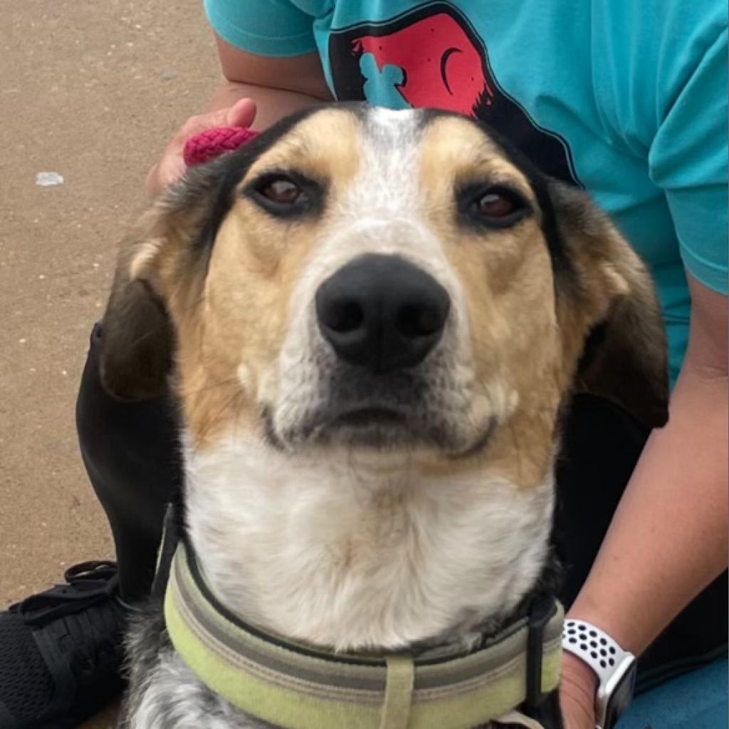 Enlarge Walter, a Adoptable Hound in Poplar Bluff, MO image 3/6