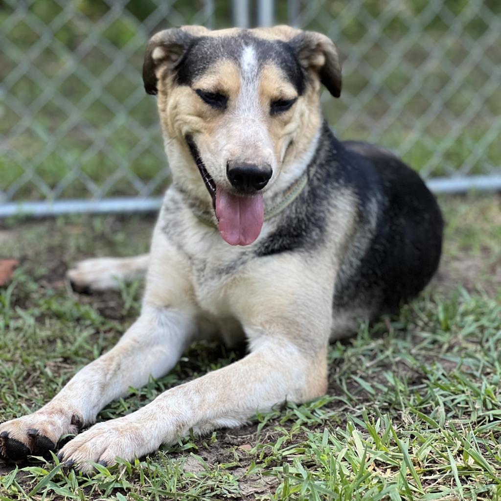 Enlarge Walter, a Adoptable Hound in Poplar Bluff, MO image 4/6
