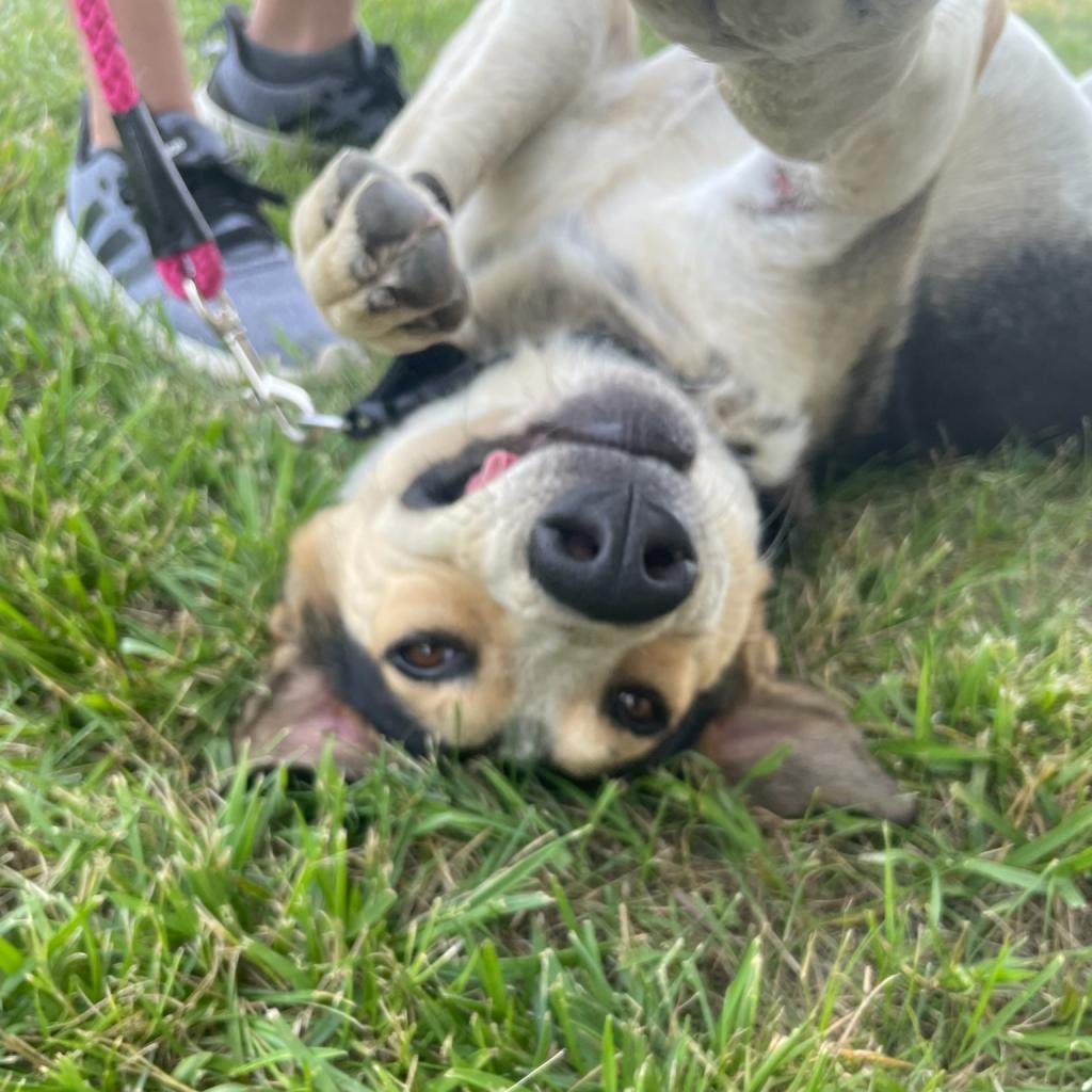 Enlarge Walter, a Adoptable Hound in Poplar Bluff, MO image 5/6