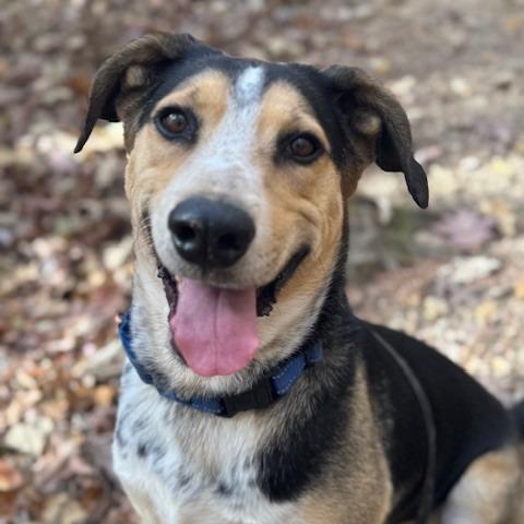 Enlarge Walter, a Adoptable Hound in Poplar Bluff, MO image 6/6