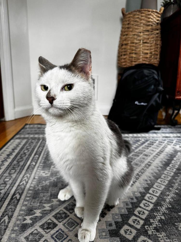 Enlarge Ferdinand, a Adoptable Domestic Short Hair in Oak Park, MI image 1/6