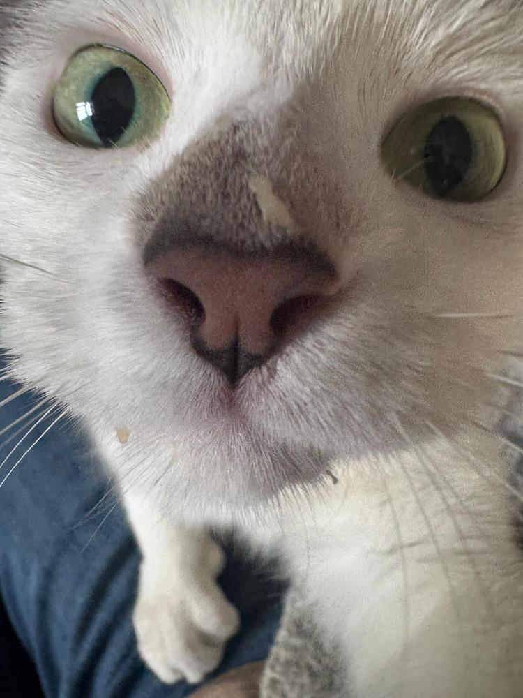 Enlarge Ferdinand, a Adoptable Domestic Short Hair in Oak Park, MI image 2/6