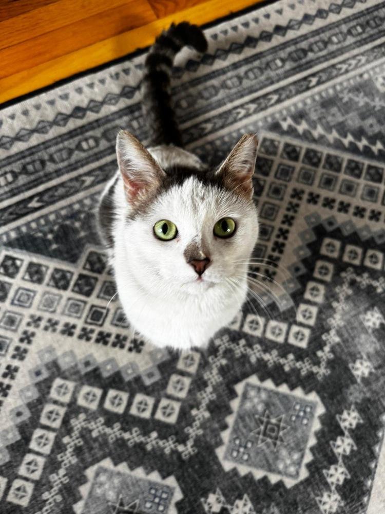 Enlarge Ferdinand, a Adoptable Domestic Short Hair in Oak Park, MI image 3/6