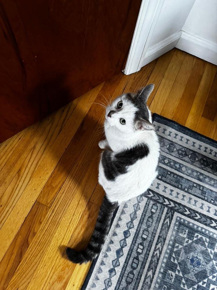 Enlarge Ferdinand, a Adoptable Domestic Short Hair in Oak Park, MI image 4/6