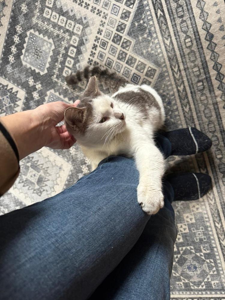 Enlarge Ferdinand, a Adoptable Domestic Short Hair in Oak Park, MI image 5/6