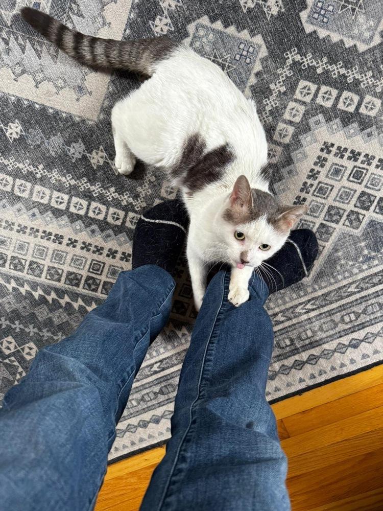 Ferdinand, Adoptable, Adult Male Domestic Short Hair.
