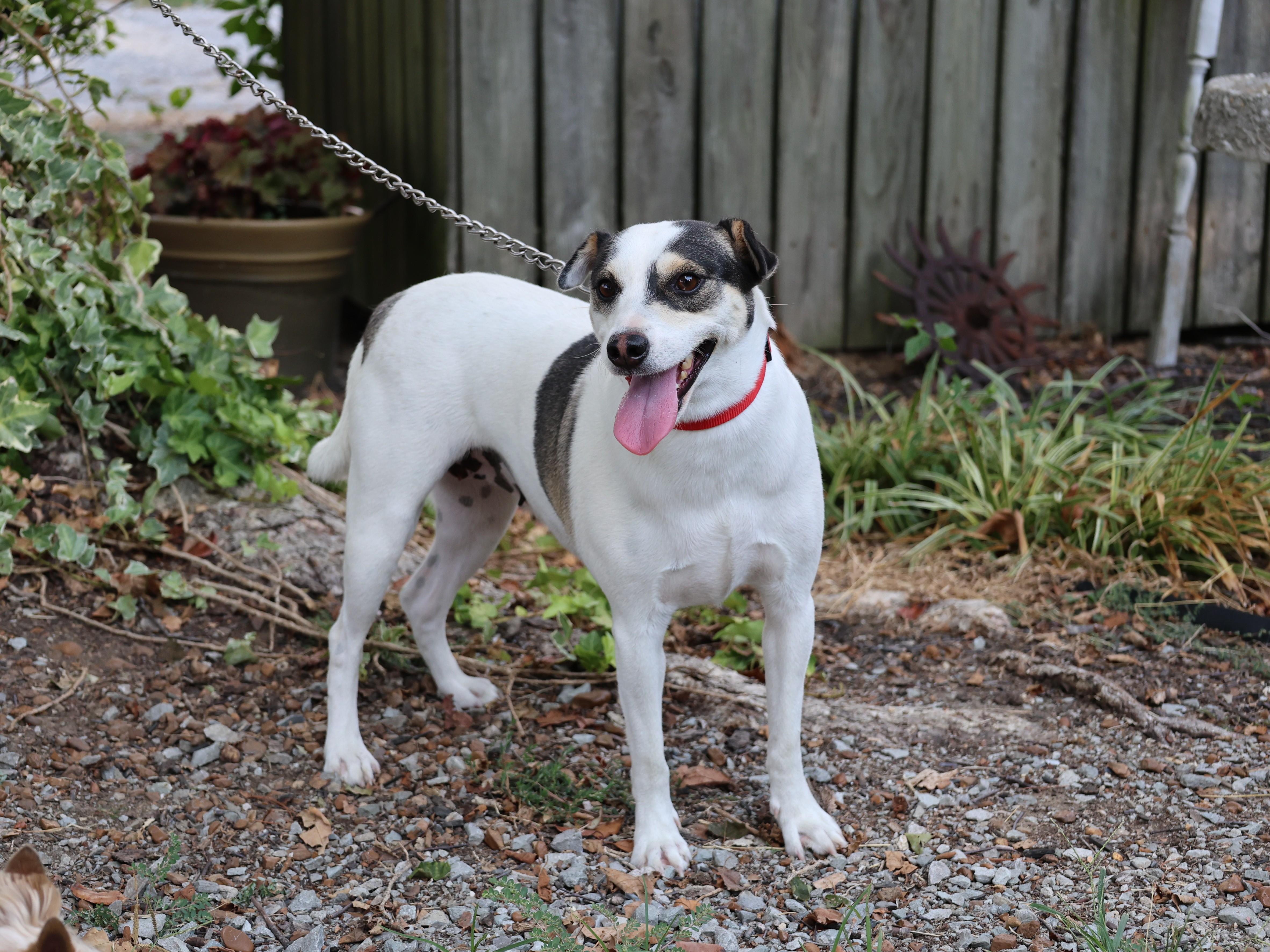 Enlarge SUNDI, a Adoptable mixed breed in Newburgh, NY image 6/6